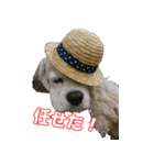コッカースパニエル大好き5（個別スタンプ：2）
