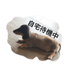 黒と茶色（個別スタンプ：4）