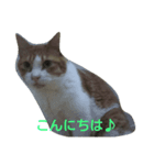 cat 0505（個別スタンプ：2）