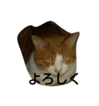 cat 0505（個別スタンプ：3）