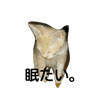 cat 0505（個別スタンプ：4）
