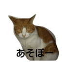 cat 0505（個別スタンプ：5）