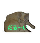 cat 0505（個別スタンプ：7）