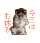 コリー＆シェルティのスタンプ（個別スタンプ：12）