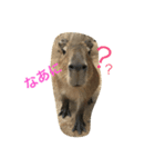 カピバラゆるっと（個別スタンプ：2）