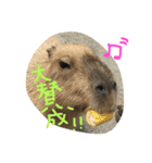 カピバラゆるっと（個別スタンプ：3）