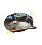 カピバラゆるっと（個別スタンプ：6）