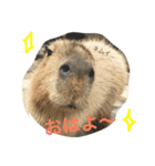 カピバラゆるっと（個別スタンプ：7）