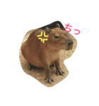 カピバラゆるっと（個別スタンプ：8）