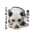 紀州犬と一緒（個別スタンプ：3）