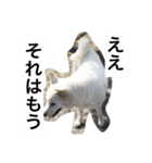 紀州犬と一緒（個別スタンプ：4）