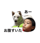 紀州犬と一緒（個別スタンプ：17）