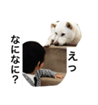 紀州犬と一緒（個別スタンプ：30）