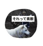 紀州犬と一緒（個別スタンプ：31）