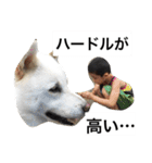 紀州犬と一緒（個別スタンプ：35）