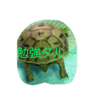 BANNyo（個別スタンプ：4）