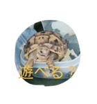 BANNyo（個別スタンプ：7）