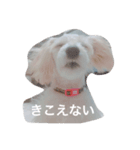 エステラ（個別スタンプ：13）
