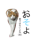 ラブラブ仲良し三猫ファミリー（個別スタンプ：9）