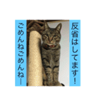 ラブラブ仲良し三猫ファミリー（個別スタンプ：15）