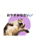 チワワのサクラ☆aloha②（個別スタンプ：7）