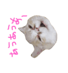 ぶちゃかわ猫たんの日常（個別スタンプ：2）