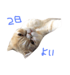ぶちゃかわ猫たんの日常（個別スタンプ：5）