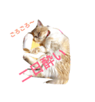 ぶちゃかわ猫たんの日常（個別スタンプ：6）