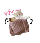 ぶちゃかわ猫たんの日常（個別スタンプ：10）