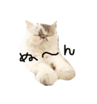 ぶちゃかわ猫たんの日常（個別スタンプ：11）