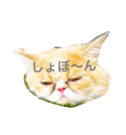 ぶちゃかわ猫たんの日常（個別スタンプ：12）