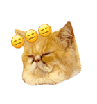 ぶちゃかわ猫たんの日常（個別スタンプ：13）