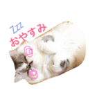 ぶちゃかわ猫たんの日常（個別スタンプ：14）