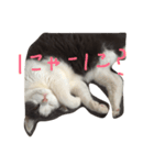 ブリティッシュショートヘアのねこ（個別スタンプ：1）