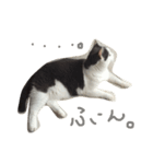 ブリティッシュショートヘアのねこ（個別スタンプ：2）