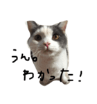 ブリティッシュショートヘアのねこ（個別スタンプ：3）