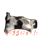 ブリティッシュショートヘアのねこ（個別スタンプ：4）