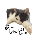 ブリティッシュショートヘアのねこ（個別スタンプ：5）