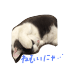 ブリティッシュショートヘアのねこ（個別スタンプ：6）
