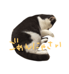 ブリティッシュショートヘアのねこ（個別スタンプ：7）