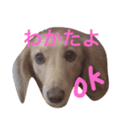 めんまのめんちゃん2（個別スタンプ：1）