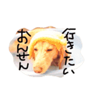 めんまのめんちゃん2（個別スタンプ：9）