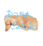 めんまのめんちゃん2（個別スタンプ：15）