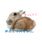 うさ友コラボ3弾（個別スタンプ：10）