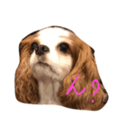 ウチのふくちゃん（個別スタンプ：1）