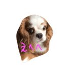 ウチのふくちゃん（個別スタンプ：2）