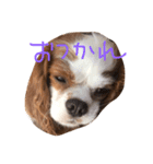 ウチのふくちゃん（個別スタンプ：7）