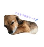 うちのケリーがすいません（個別スタンプ：2）