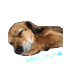 うちのケリーがすいません（個別スタンプ：3）