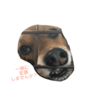 うちのケリーがすいません（個別スタンプ：4）